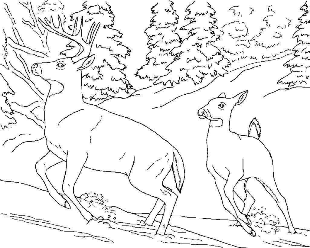 Название: Раскраска Олененок и олень. Категория: Дикие животные. Теги: олень, олененок, рога, лес.