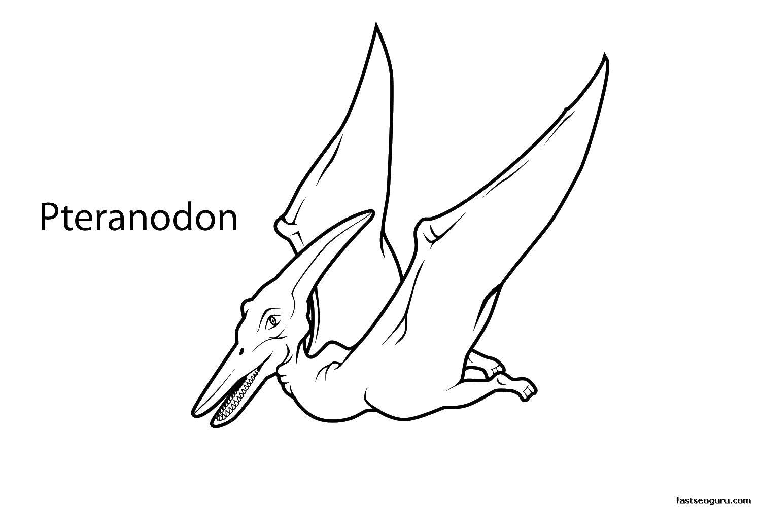 Название: Раскраска Птеранодон. Категория: динозавр. Теги: птеранодон, динозавр, крылья.