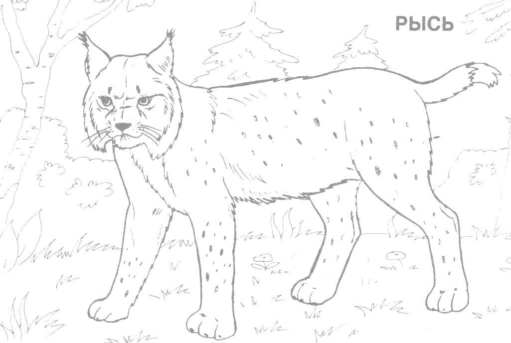 Coloring Lynx in the woods. Category Wild animals. Tags:  lynx, forest, trees.