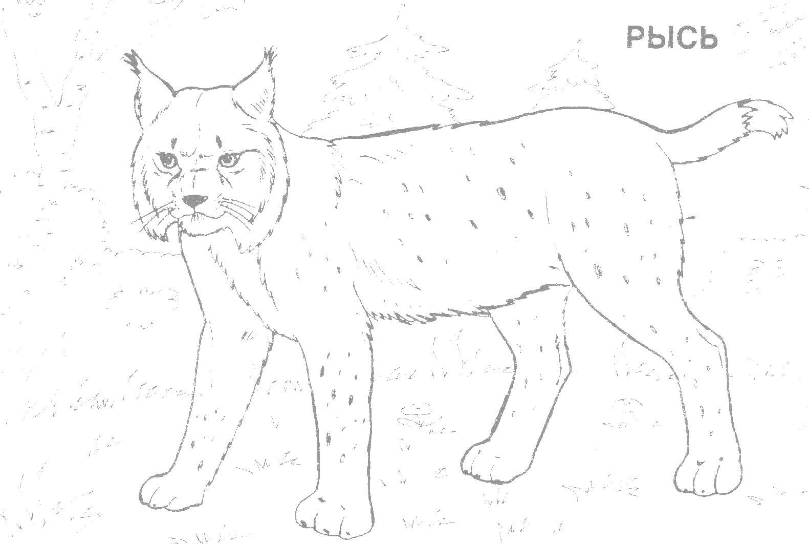 Coloring Lynx. Category Wild animals. Tags:  wild animals, zoo, lynx.