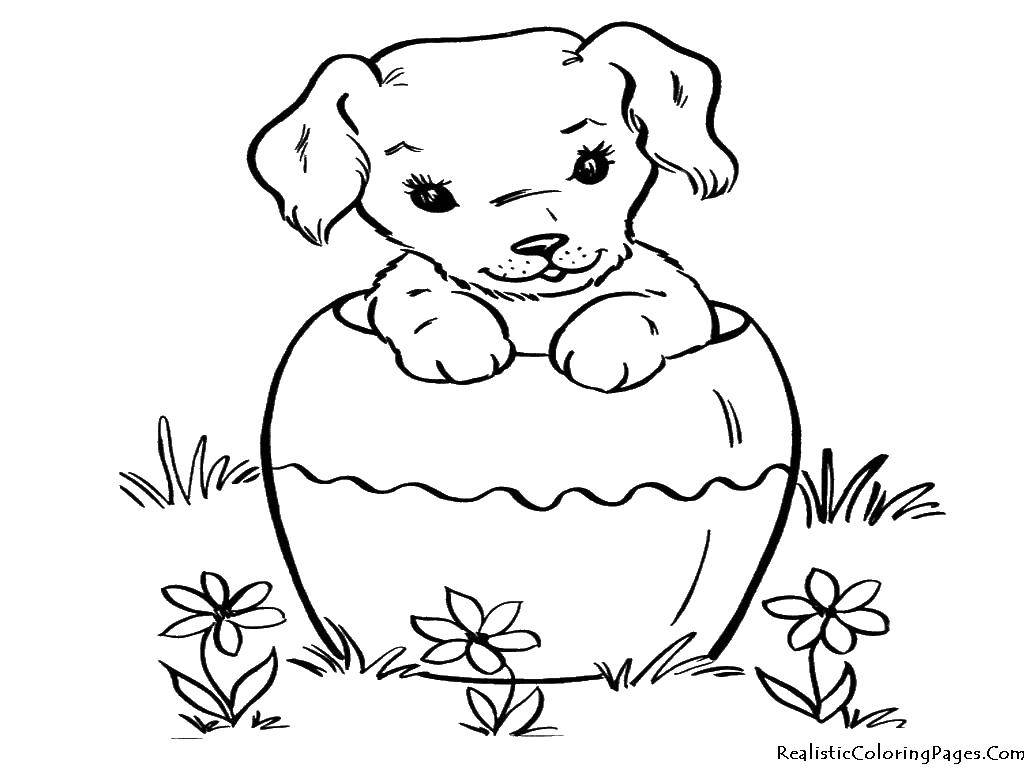 Название: Раскраска Щенок в чашке. Категория: Собака. Теги: щенок, чаша, цветы.