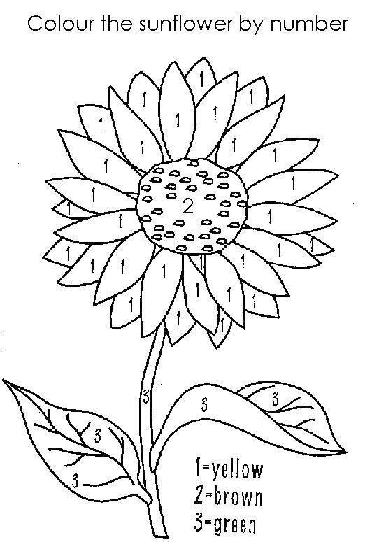 Coloring Sunflower seeds and sunflower. Category That number. Tags:  sunflower, seeds, petals.