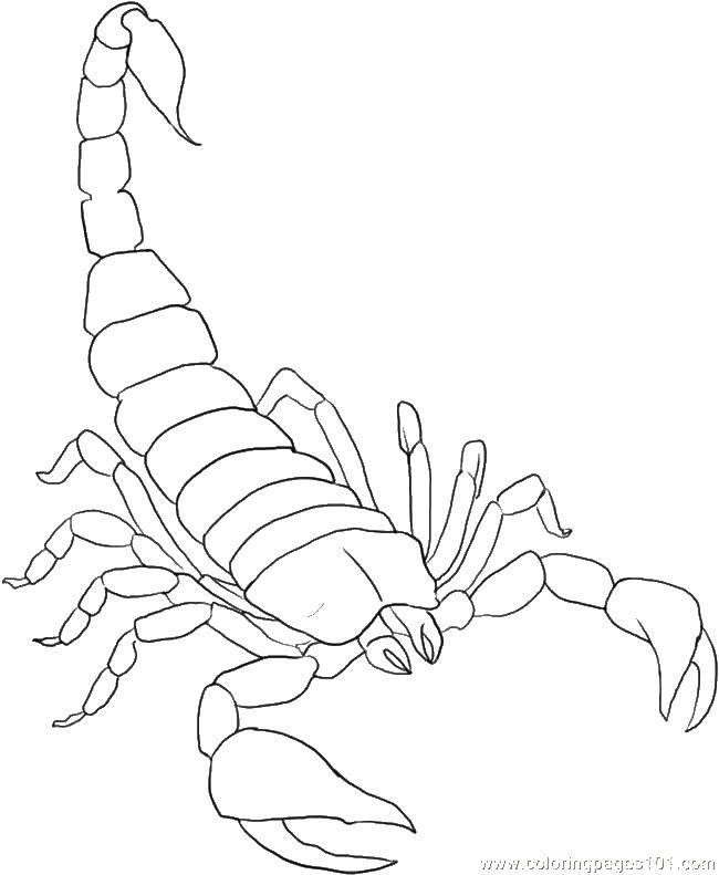 Coloring Scorpio. Category Shellfish. Tags:  crustaceans, Scorpions, sting.