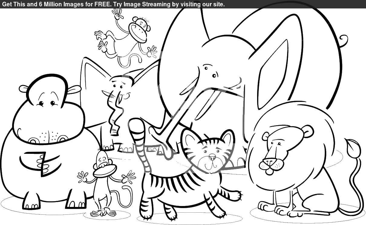 Coloring Elephants,monkey, Hippo, tiger and lion. Category Wild animals. Tags:  Animals.