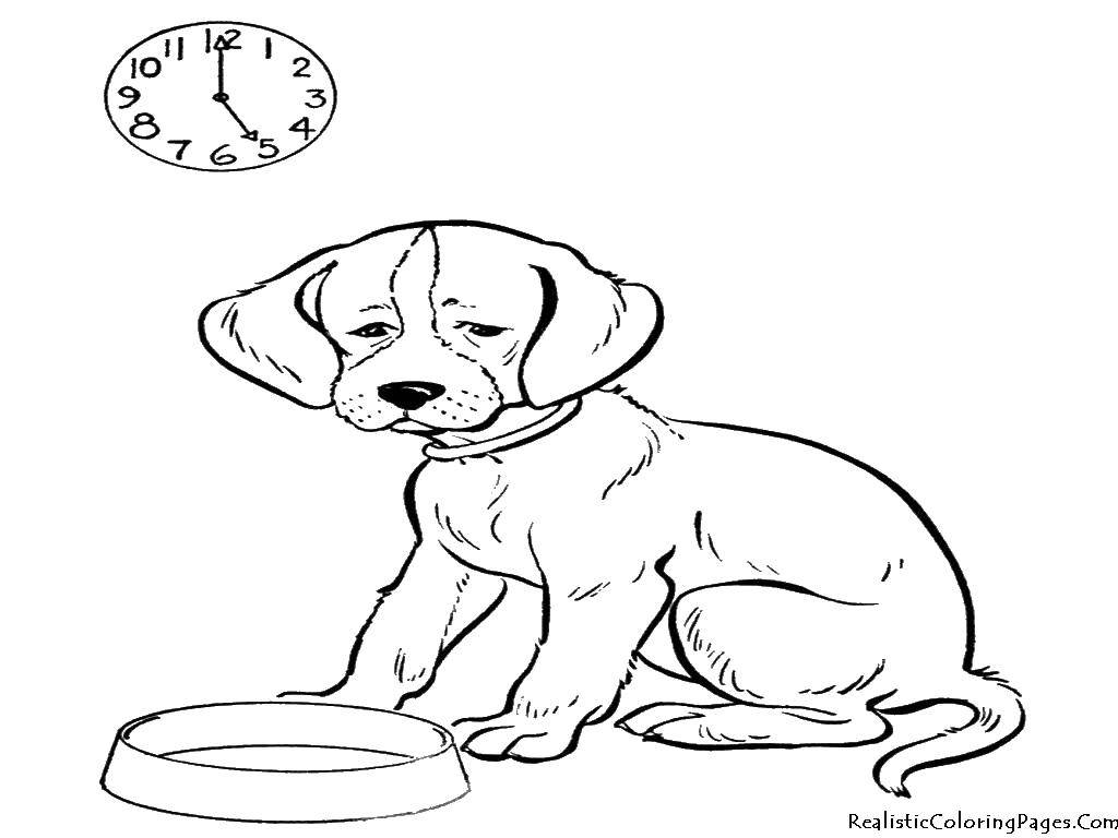 Название: Раскраска Собака и часы. Категория: собаки. Теги: собака, часы, миска.