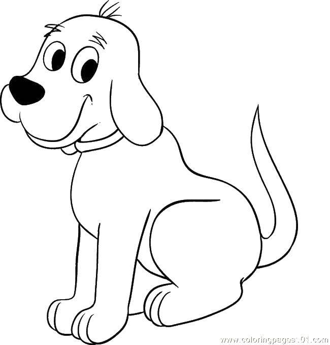 Название: Раскраска Собака и ошейник. Категория: Собака. Теги: собака, ошейник, хвост.