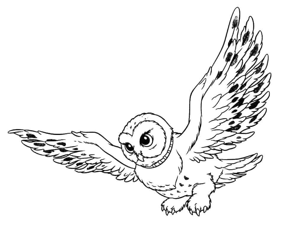Coloring Owl in flight spread their wings. Category Wild animals. Tags:  Birds, owl.