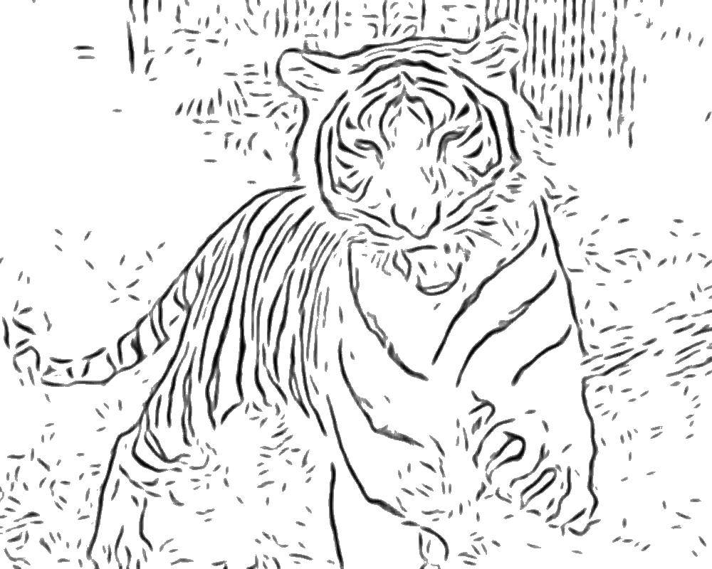 Coloring Tiger in the woods. Category Wild animals. Tags:  shooting range, forest, tail, paws.
