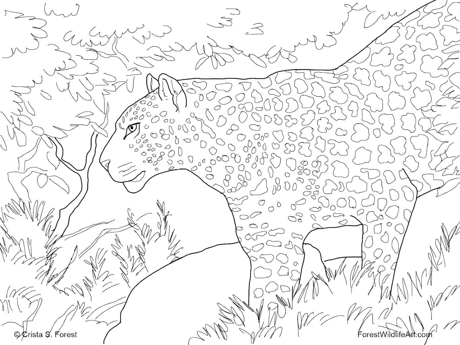 Coloring Tiger in the woods. Category Wild animals. Tags:  tiger, trees.