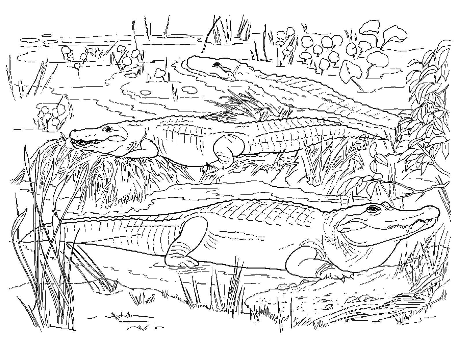 Название: Раскраска Три крокодила. Категория: Дикие животные. Теги: крокодил, трава, камыши.