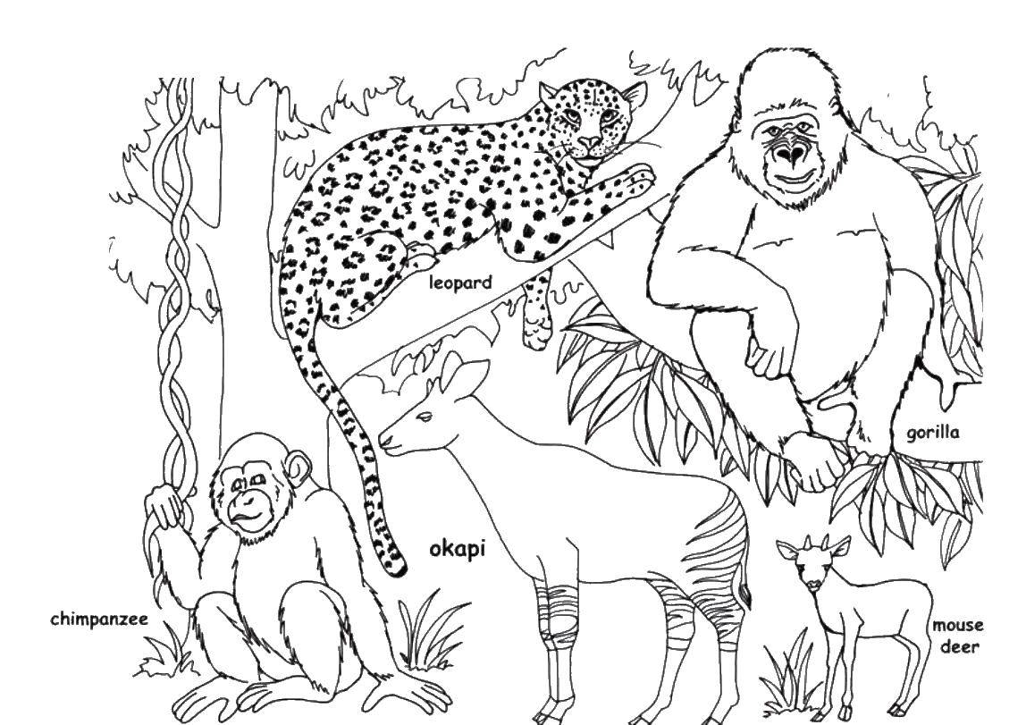 Coloring All sorts of animals. Category Wild animals. Tags:  animals, animals.