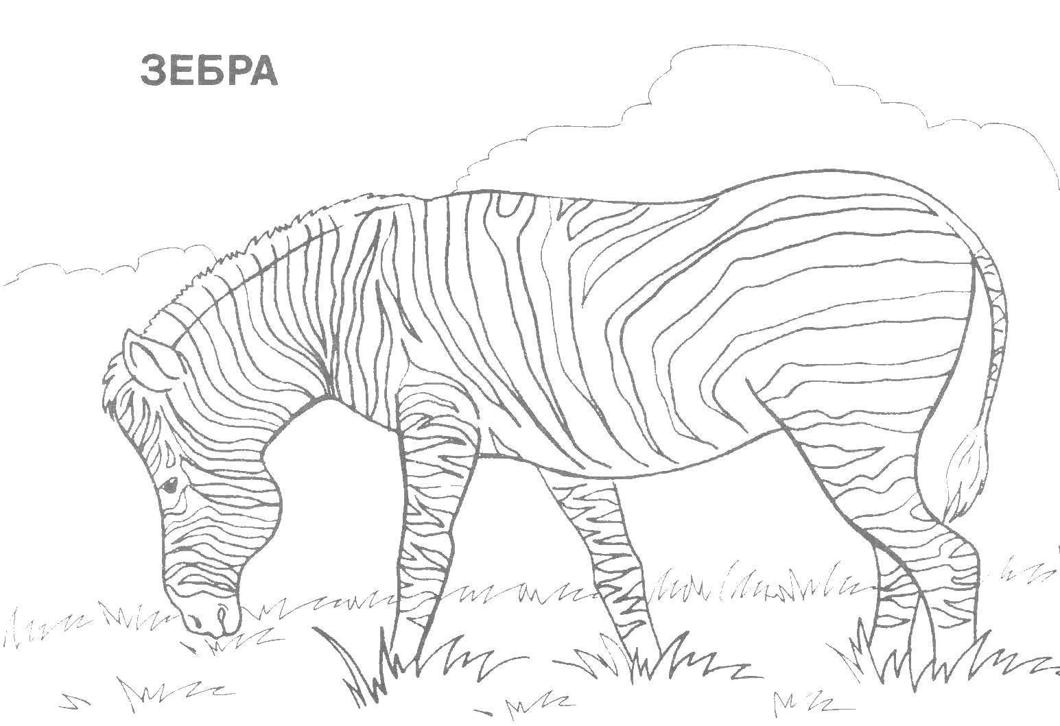 Coloring Zebra. Category Wild animals. Tags:  wild animals, zoo, Africa, Zebra.