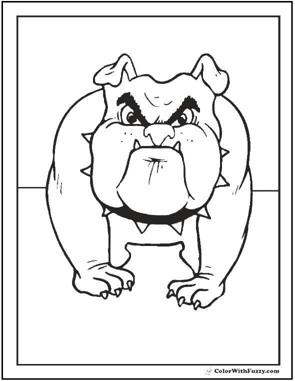 Coloring Angry bulldog. Category The dog and the box. Tags:  Animals, dog.