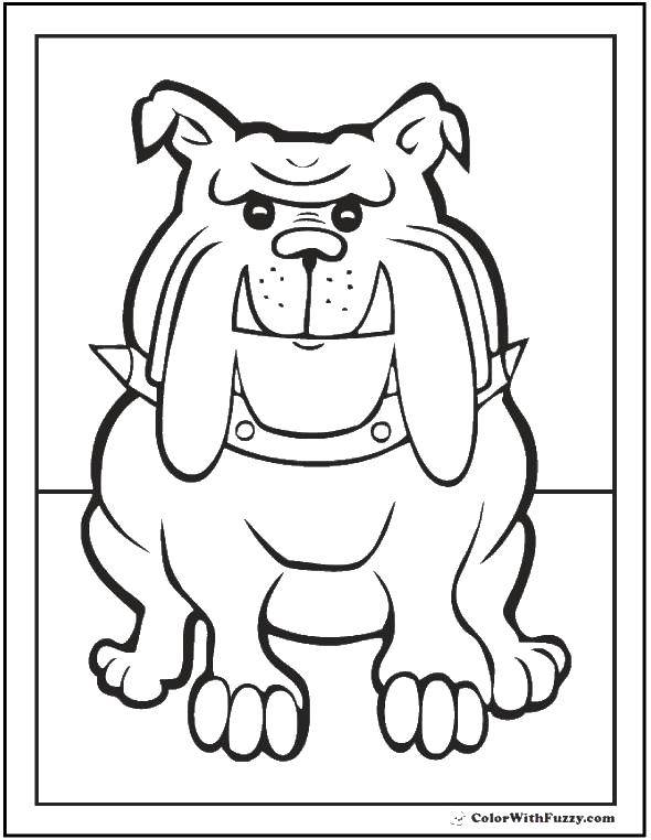 Coloring Toothy bulldog. Category The dog and the box. Tags:  Animals, dog.