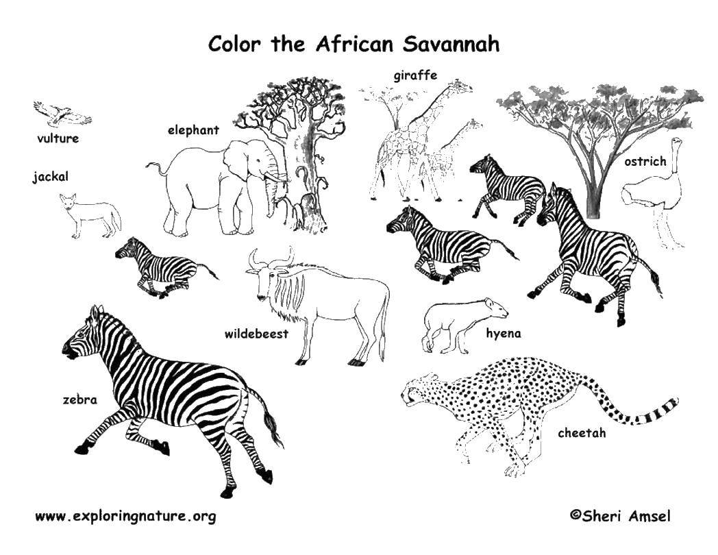 Название: Раскраска Звери африканской саванны. Категория: Дикие животные. Теги: зебра, шакал, страус.