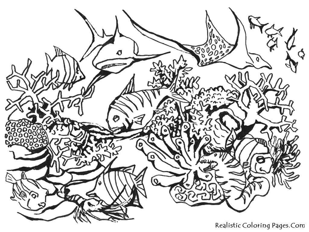 Название: Раскраска Акулы и рыбы. Категория: Морские животные. Теги: акула, рыбы, скат, кораллы.