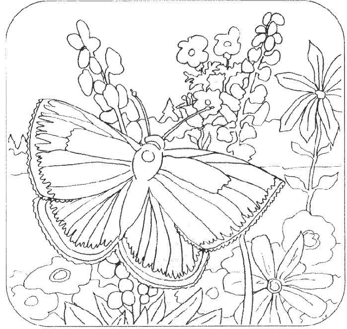 Название: Раскраска Бабочка на природе. Категория: Природа. Теги: природа, бабочка, цветы.