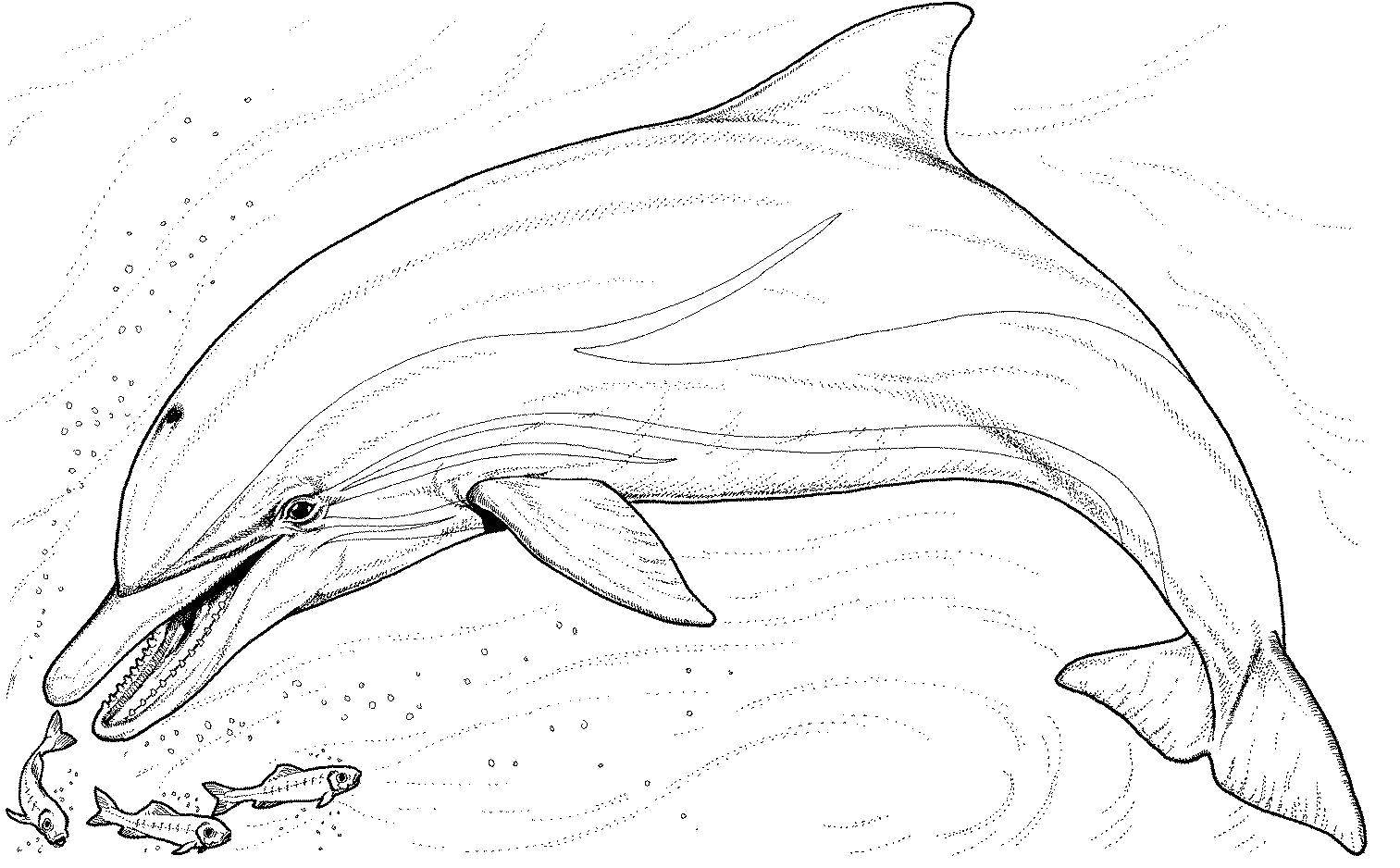 Рисунки для срисовки на лист а4. Черноморская Афалина. Раскраска Дельфин. Раскраска "дельфины". Дельфин раскраска для детей.