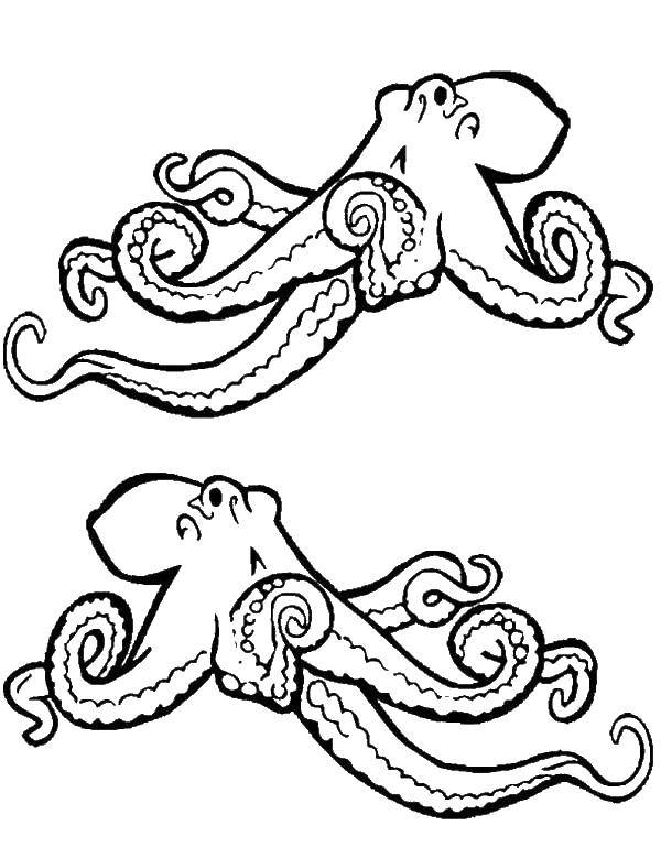Название: Раскраска Два осьминога. Категория: Морские животные. Теги: осьминог, щупальце, глаза.