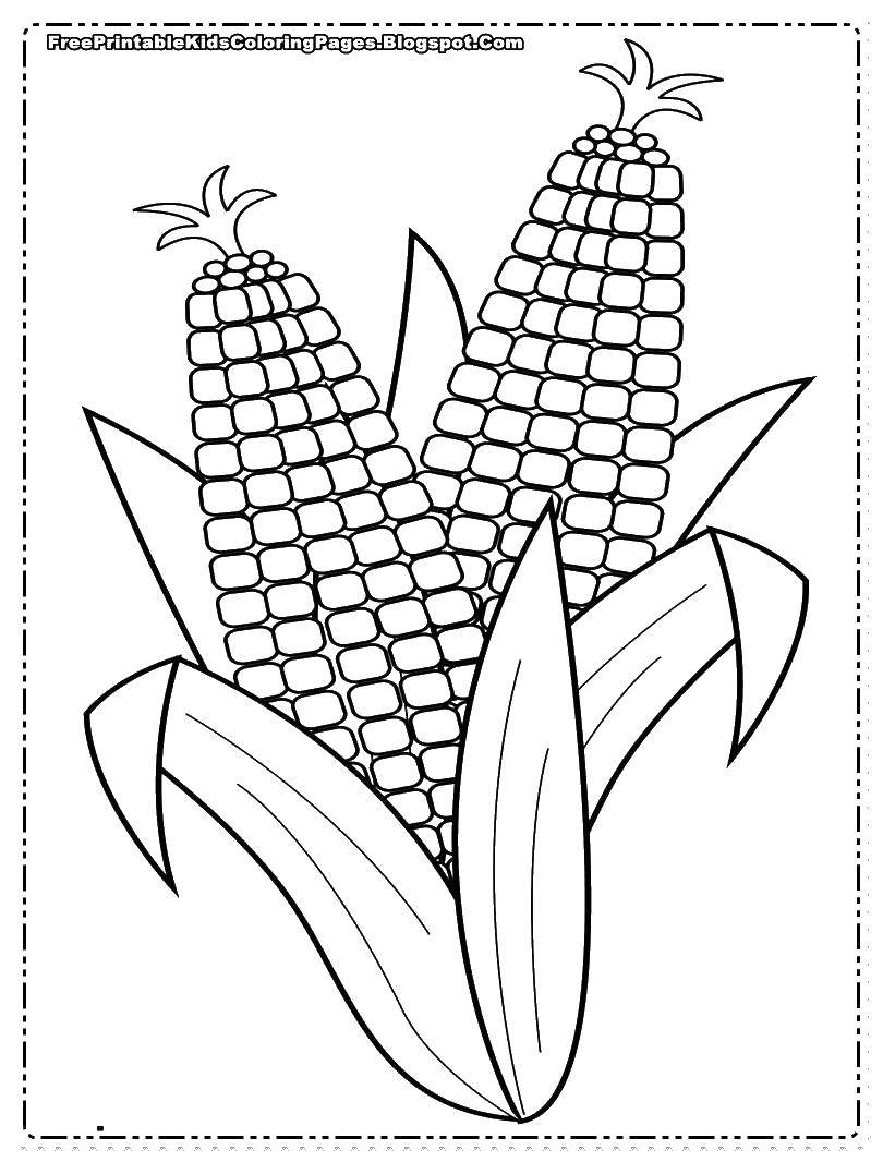 Название: Раскраска Два початка кукурузы. Категория: Кукуруза. Теги: початок, кукуруза.