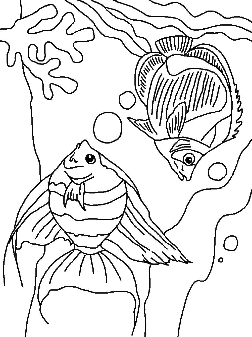 Название: Раскраска Две рыбы и кораллы с пузырями. Категория: Морские животные. Теги: рыбы, кораллы, пузыри.