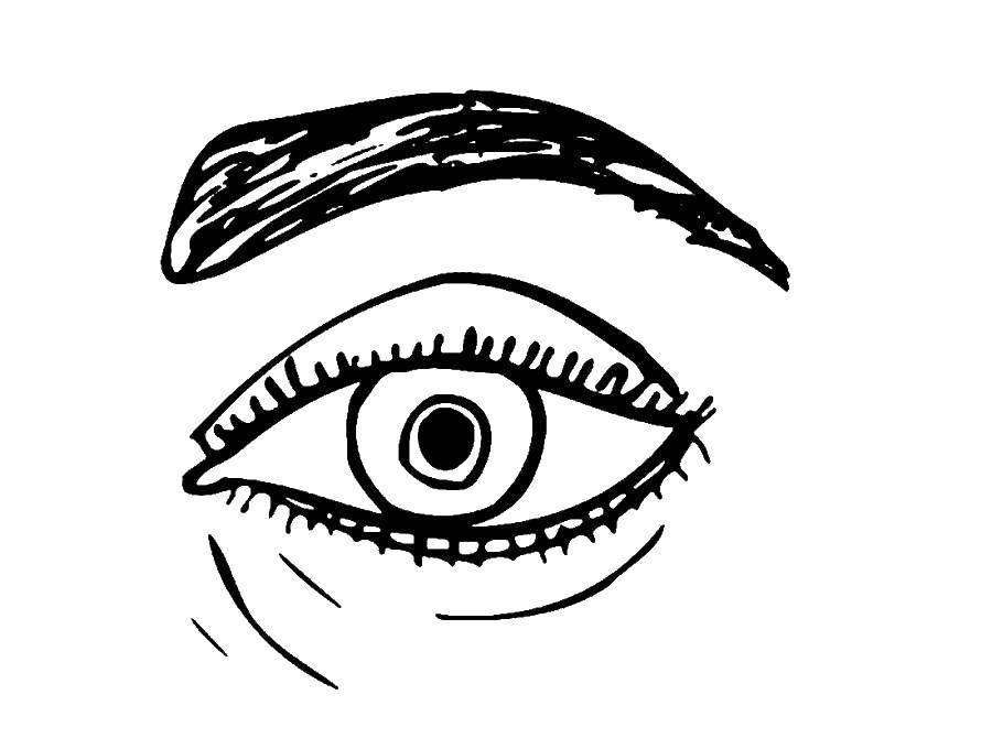Название: Раскраска Глаз и бровь. Категория: глаза. Теги: Глаз.