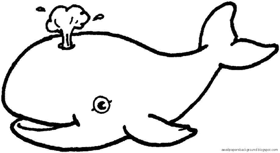Название: Раскраска Кит. Категория: Морские животные. Теги: морское, море, киты.