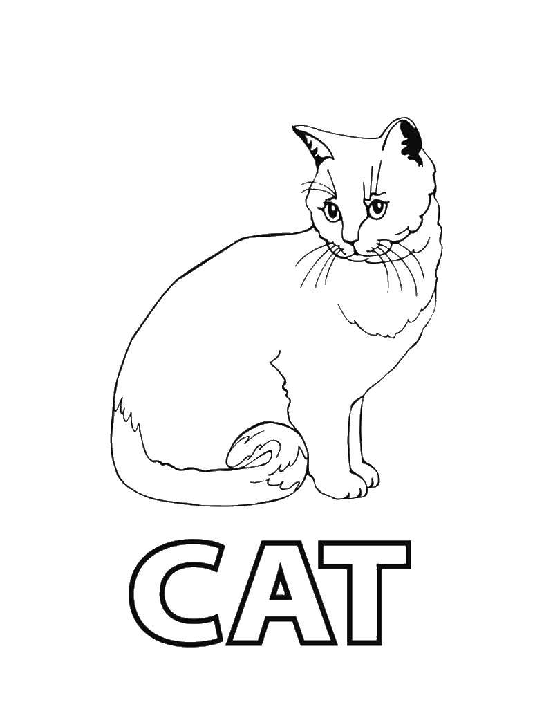 Название: Раскраска Кошка на английском. Категория: Кошка. Теги: кошка, усики, хвост.