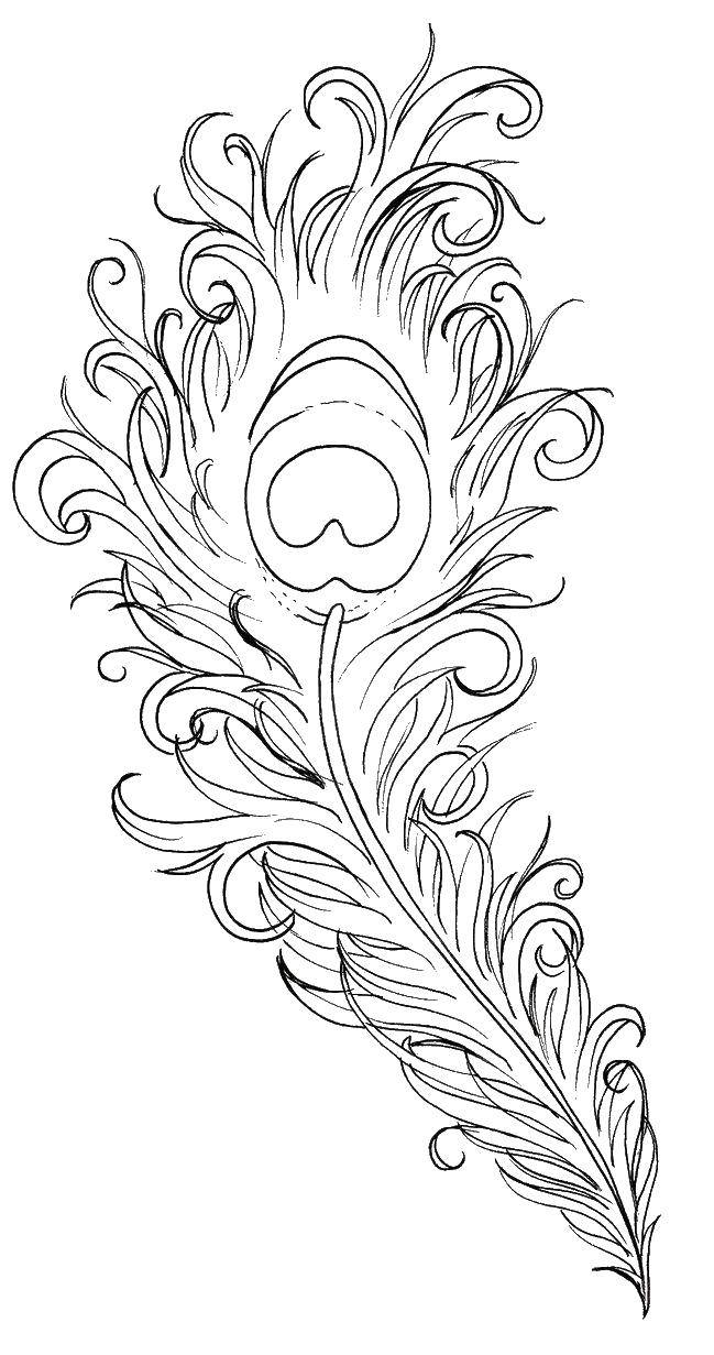 Coloring Beautiful feather. Category coloring. Tags:  feathers, feather.