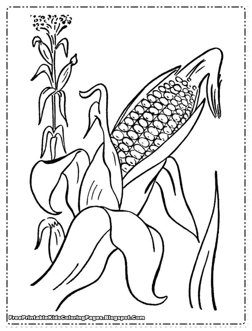 Название: Раскраска Листья и кукуруза. Категория: Кукуруза. Теги: кукуруза, початок.