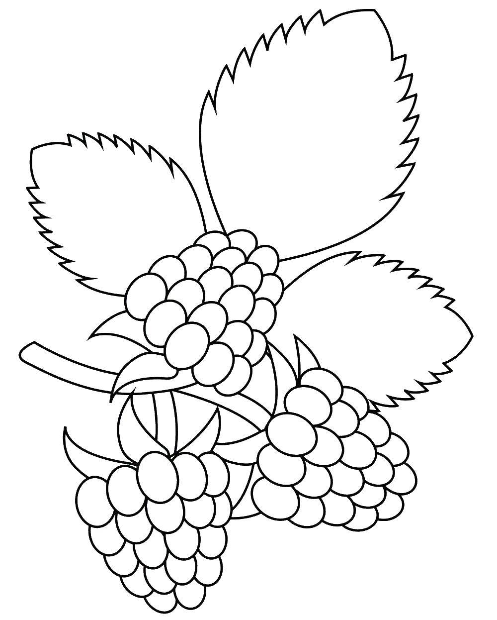 Coloring A lot of BlackBerry. Category berries. Tags:  Berries.