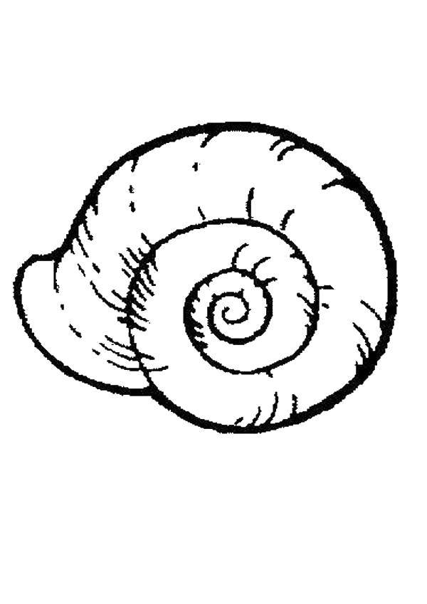 Coloring Seashell. Category Marine animals. Tags:  shell, sea.