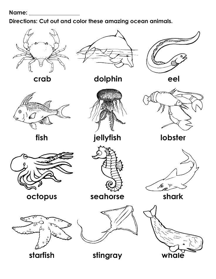 Название: Раскраска Морские обитатели на английском. Категория: Морские животные. Теги: морской конек, акула, осьминог, лобстер.