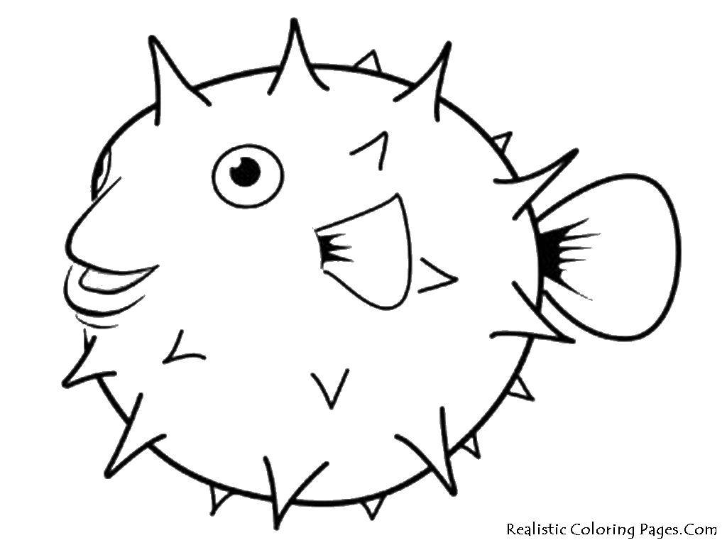 Coloring Sea-urchins and thorns. Category Marine animals. Tags:  sea urchin, spikes, fin.