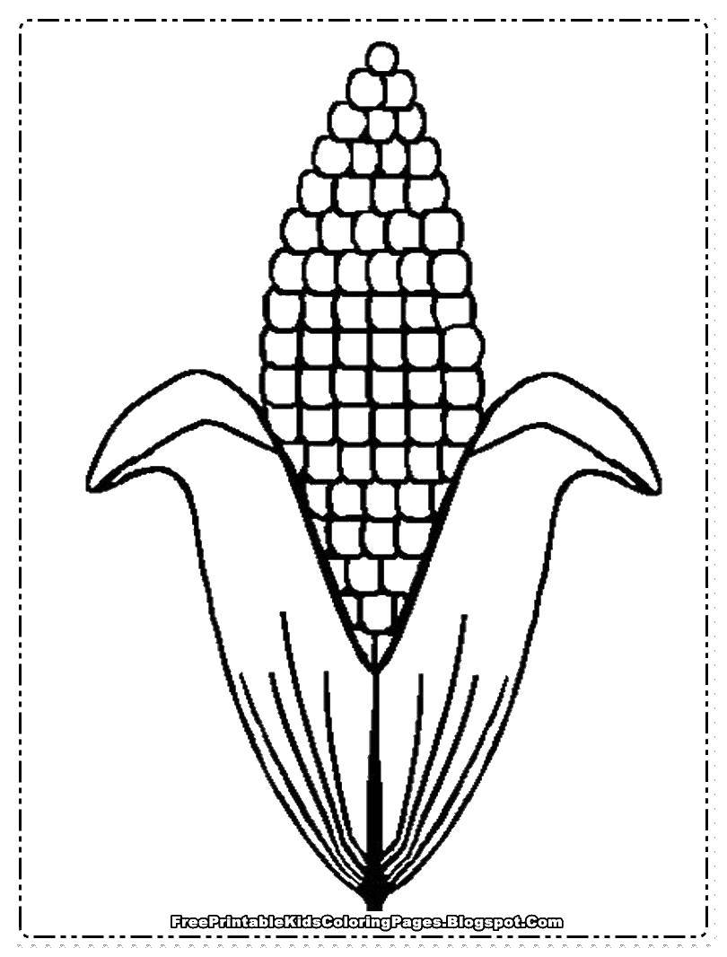 Название: Раскраска Один початок кукурузы. Категория: Кукуруза. Теги: початок, кукуруза.