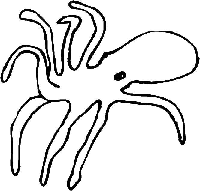 Coloring Octopus. Category Marine animals. Tags:  marine life animals, octopus.