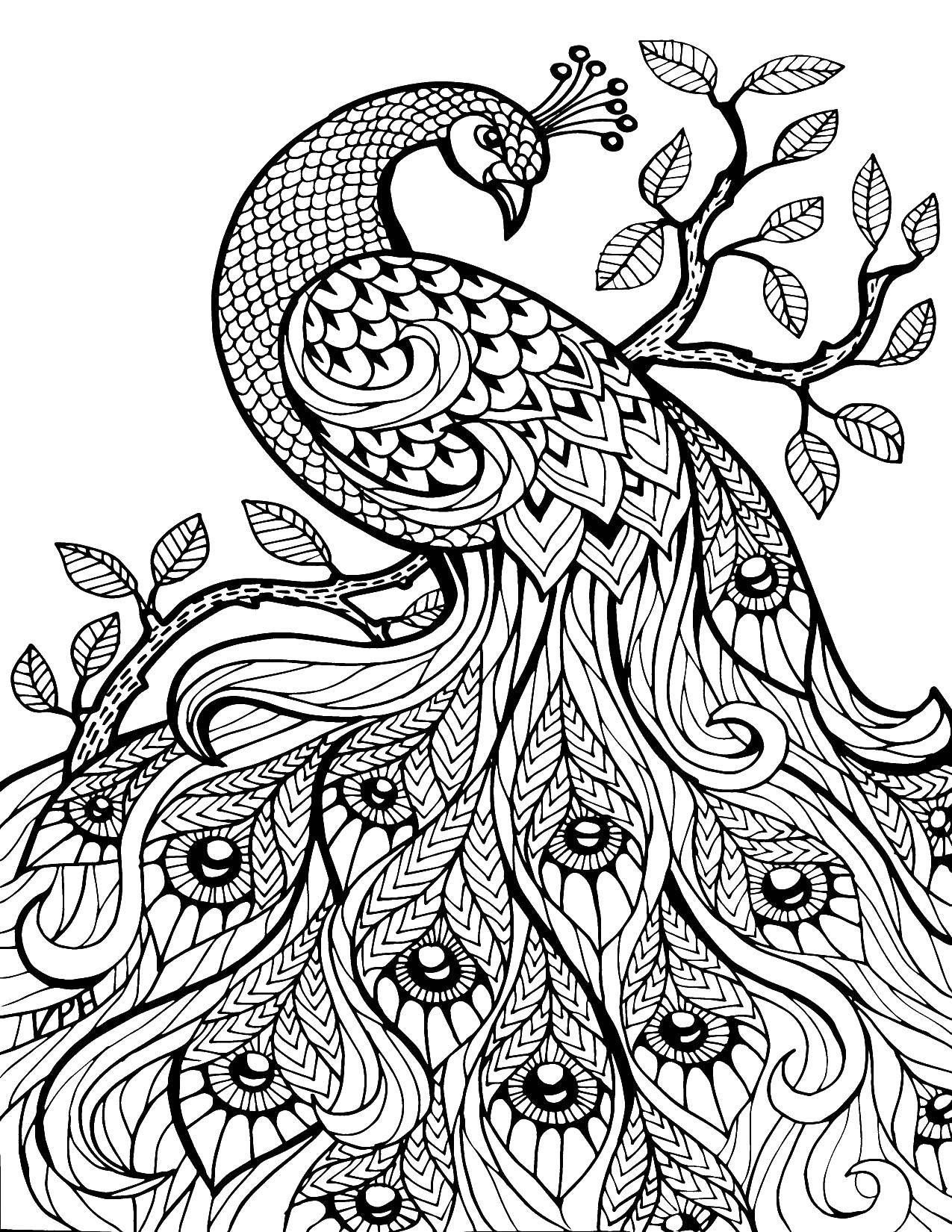 Название: Раскраска Павлин на дереве. Категория: павлин. Теги: павлин, хвост, узоры, антистресс.