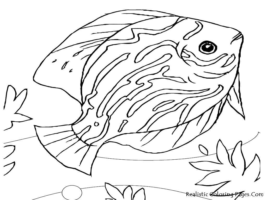 Coloring Flat fish. Category Marine animals. Tags:  fish, fin, tail.