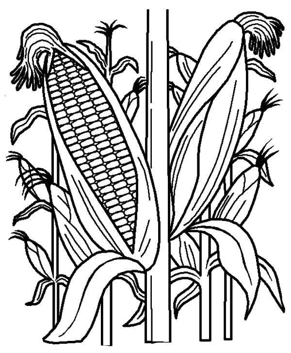 Название: Раскраска Поле кукурузы. Категория: Кукуруза. Теги: кукуруза, початок.