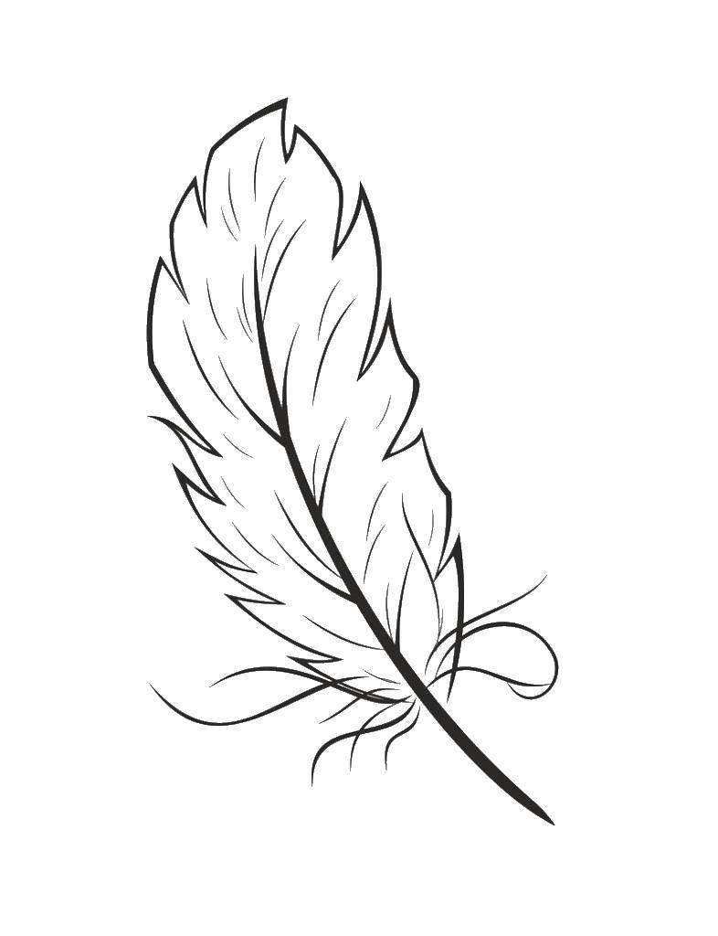 Coloring Just the pen. Category coloring. Tags:  feathers, feather.