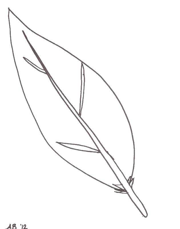 Coloring Bird feather. Category coloring. Tags:  feathers, feather.