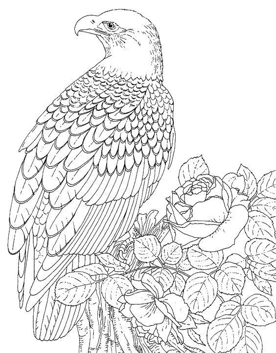 Coloring Bird of roses. Category birds. Tags:  birds, roses.