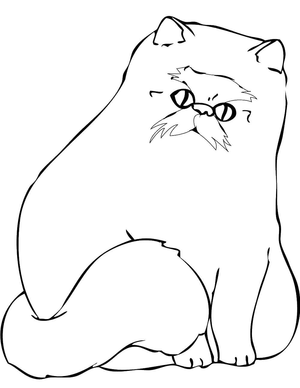 Название: Раскраска Пушистый кот. Категория: Кошка. Теги: кот, хвост, глаза.