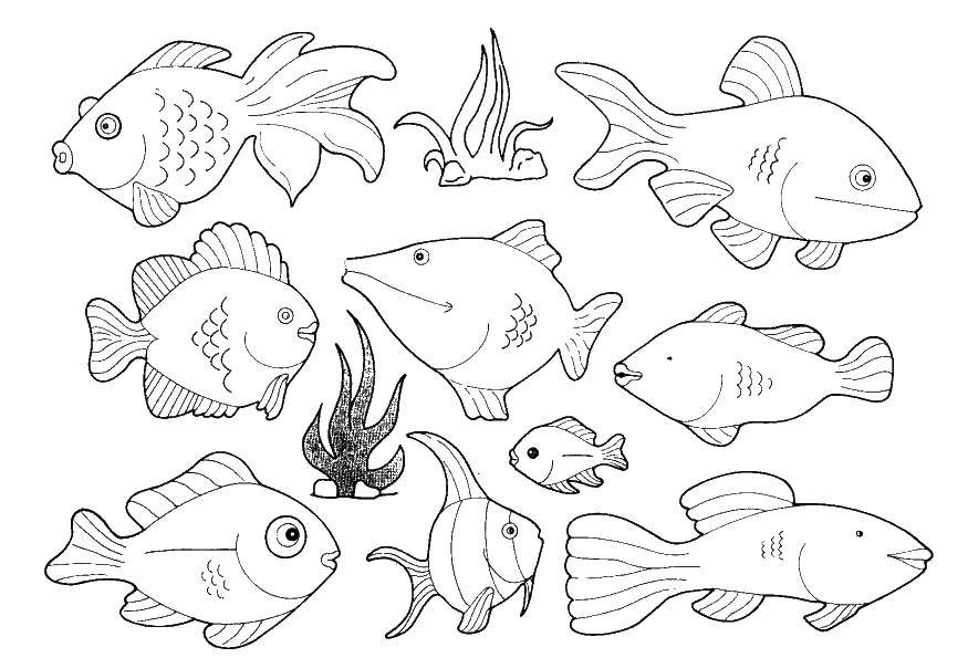 Название: Раскраска Разные рыбы в море. Категория: рыбы. Теги: море, рыбы, подводный мир.