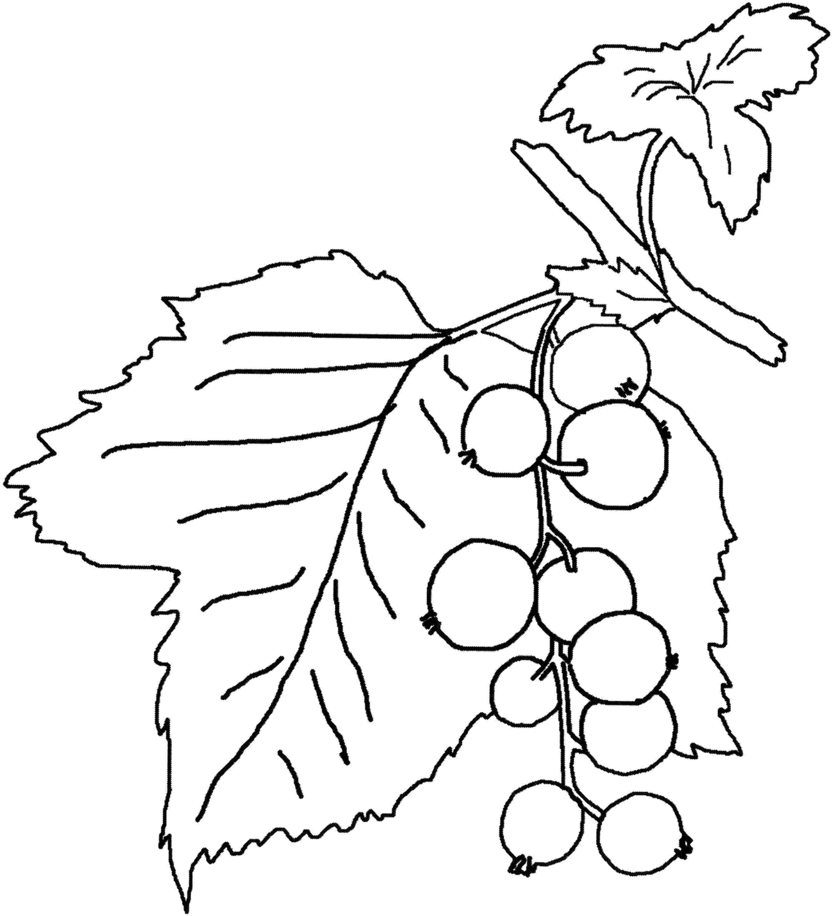 Coloring The picture branch of currant. Category Pets allowed. Tags:  currants.