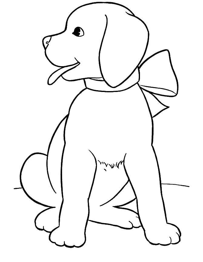 Название: Раскраска Щенок с бантиком. Категория: собаки. Теги: щенок, бантик, язык.