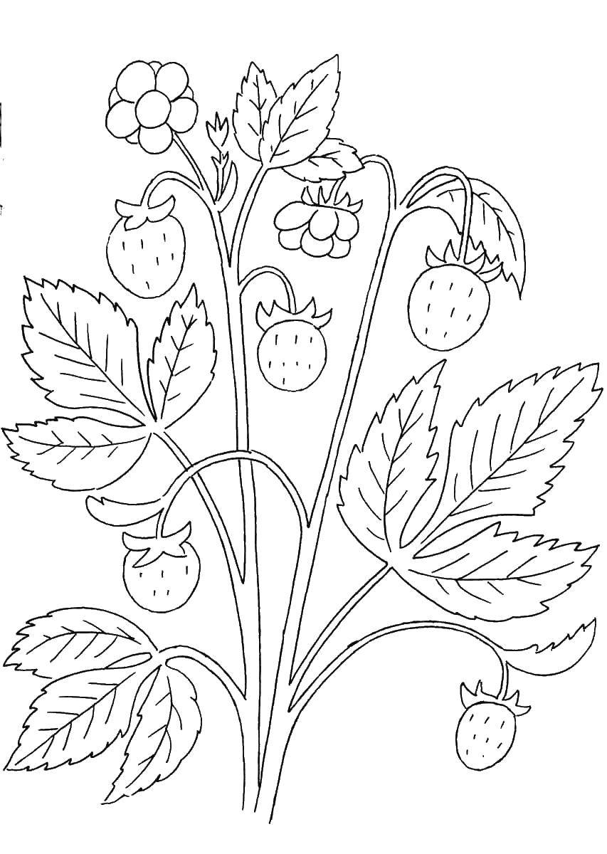 Coloring Flowers and strawberries. Category coloring. Tags:  the flowers , leaves, strawberry.