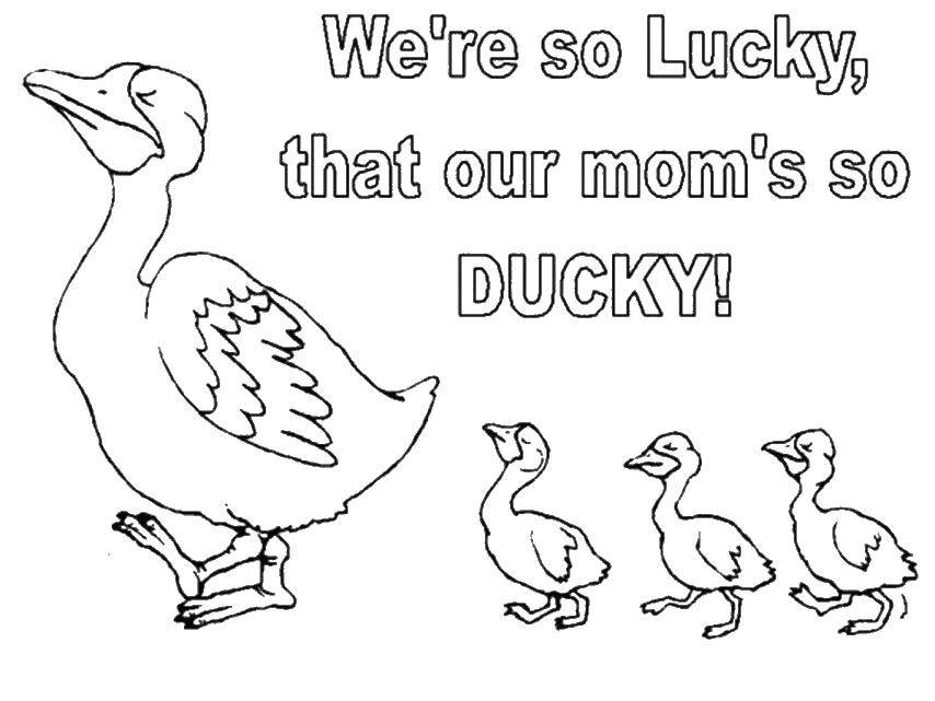 Coloring Duck with ducklings. Category Animals. Tags:  animals, ducks, ducklings.