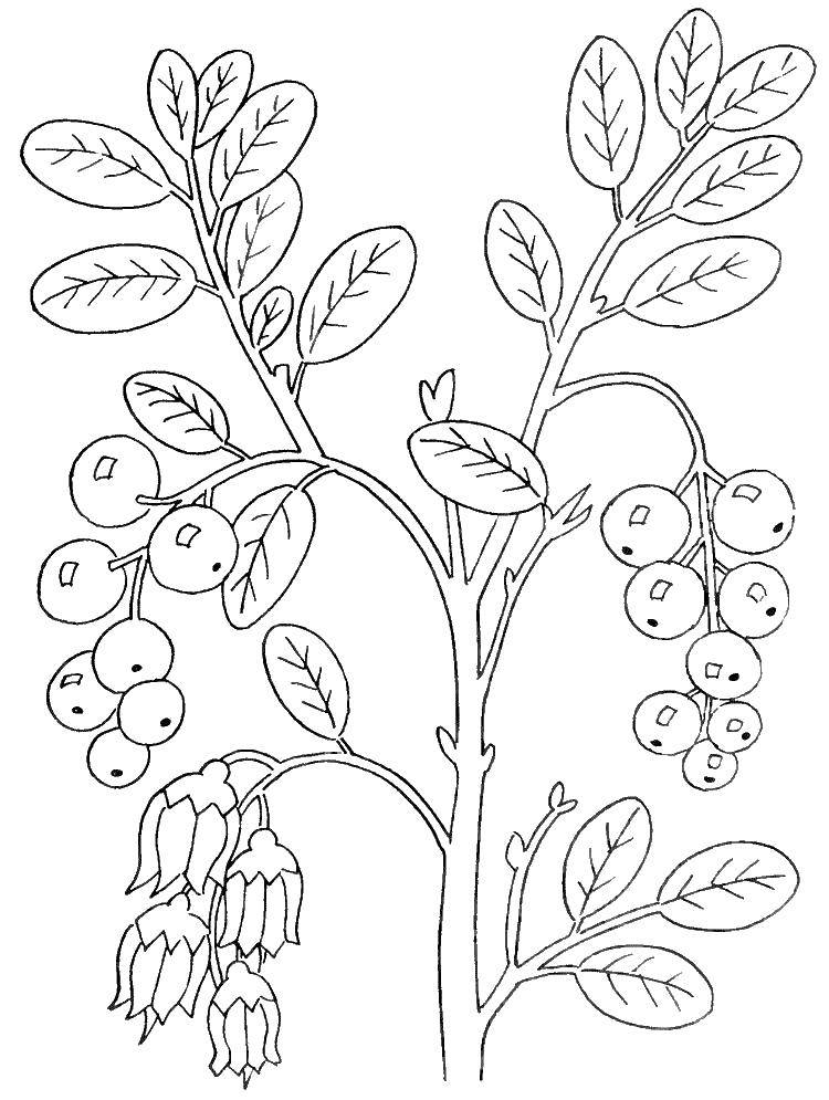 Coloring Branch with berries. Category berry. Tags:  branch, berries, leaf.