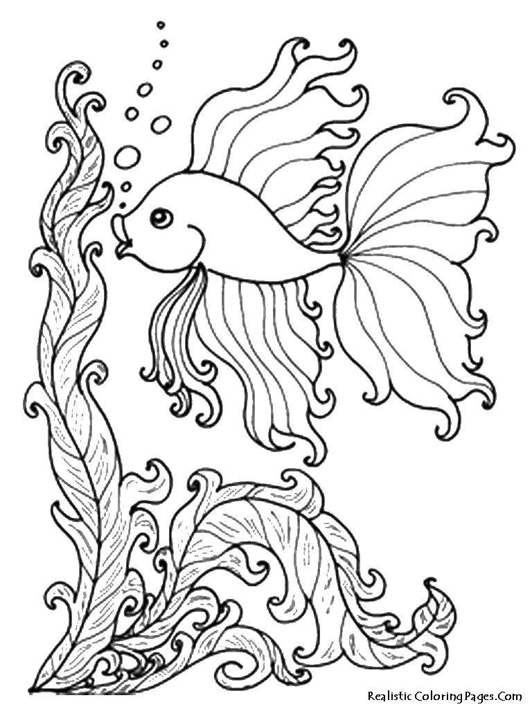 Название: Раскраска Золотая рыбка и водоросли. Категория: Морские животные. Теги: золотая рыбка, водоросли, пузыри.